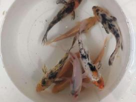 Koi karpiai