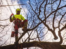 Arboristų paslaugos, medžių pjovimas, genėjimas
