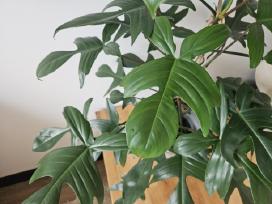 Philodendron Florida Green XXL
