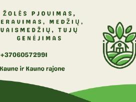 Tujų, Medžių genėjimas, Aeravimas, Žolės pjovimas