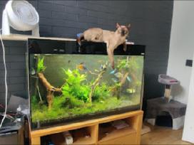 Akvariumas 200 litru
