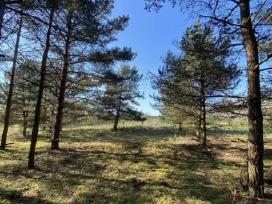 30 a sklypas miško apsuktas, tik 7km nuo Palangos
