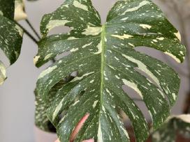 Didelis Monstera Thai Constellation augalas