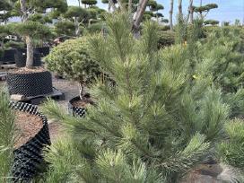Juodoji pušis Pinus nigra, tujos Smaragd, Brabant