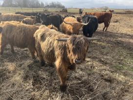 Grynaveislė Hailend veislės telyčaitė