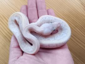 Python regius (Ball python)
