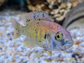 Pundamilia nyererei, Acei, yellow, firefish