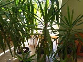 Kambarinės gėlės