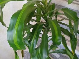 Kvapioji dracena 120 cm