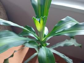 Kvapioji dracena 90 cm