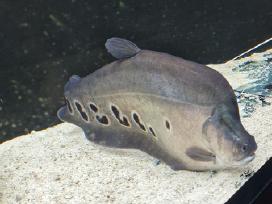 Peilis ( chitala )