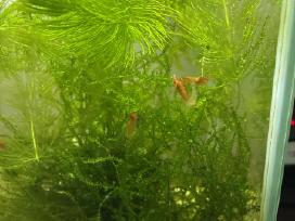 Akvariumo krevetės