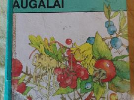 Augalai