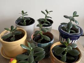 Storalapis (lot. crassula ovata)