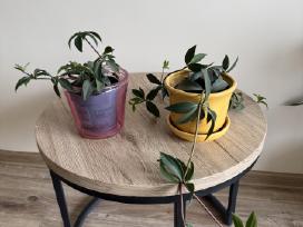 Peperomia pereskiifolia