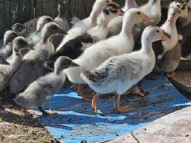 Ančiukai žąsiukai kalakučiukai viščiukai patarškos