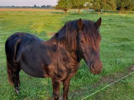 Parduodamas poni eržilas