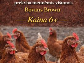 Parduodamos metinės Bovans Brown dedeklės