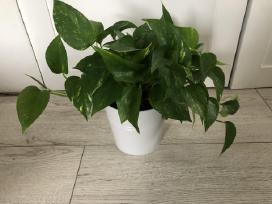 Skindapas aureum