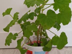 Kvapioji pelargonija Peter's Luck