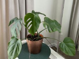 Kambarinės gėlės: monstera, skindapas, sansevjera
