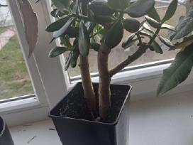Storalapis (43 cm) (su vazonu)