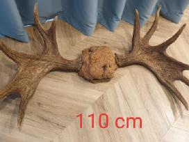 Parduodame: Ragai 110 cm / ( Kaunas) / Galima der