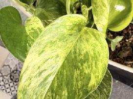 Epipremnum Marble Queen