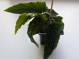 Taškuotoji begonija (Begonia Maculata Polka Dot)