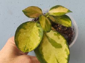 Hoya Australis Lisa