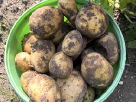 Paduodu raudonas maistines bulves