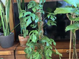 Monstera tetrasperma