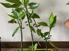 Kambarinė gėlė, velnio stuburas