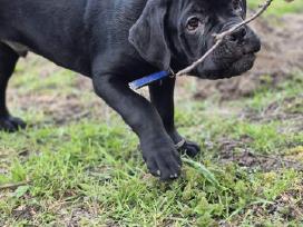 Cane Corso šuniukai iš veislyno „pašyurkhel"