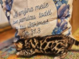 Bengalijos kačiukai,kilmingas