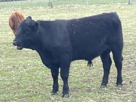 Angus, Angus x Hereford veislės buliukai