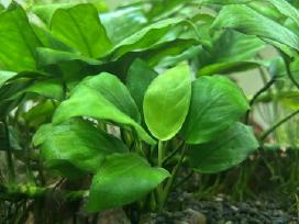 Nelepūs akvariumo augalai (rinkinys)
