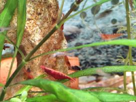 Parduodu krevetes Red Cherry