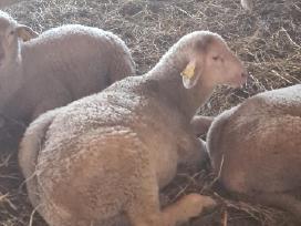 Merinosų avinukai