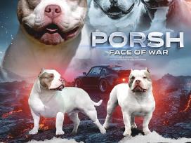 American bully pocket