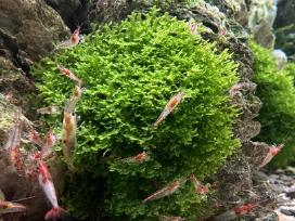 Riccardia Chamedryfolia Coral Moss