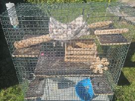 Parduodu erdvų šinšilos / degu / graužiko narvą su