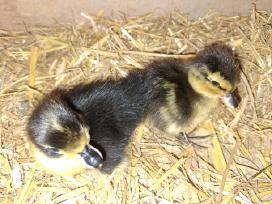 Bantaminių ančių ančiukai (call duck)