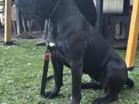 Kanaru dogai(presa Canario)sulaukėme vados