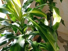 Kvapioji dracena 120cm (2 vnt)