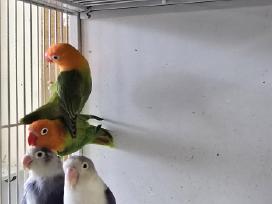 Papūgos