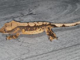 Gekonai / Crested gecko