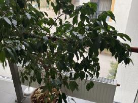 Ficus benjamina-benjaminas / smulkialapis fikusas