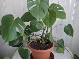 Jauna Monstera