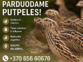 Putpeles,kiausiniai,skerdiena.